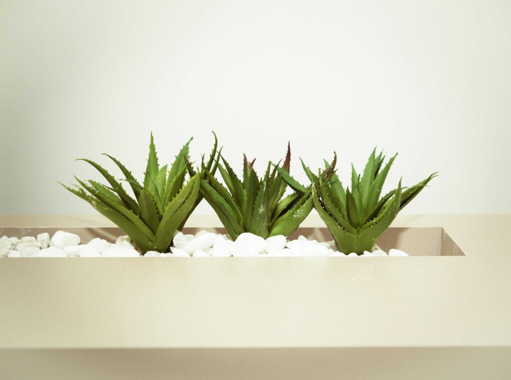 Aloe vera stems